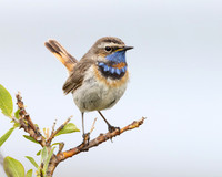 Bluethroat