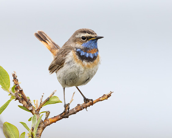Bluethroat
