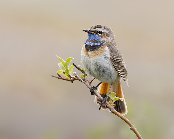 Bluethroat