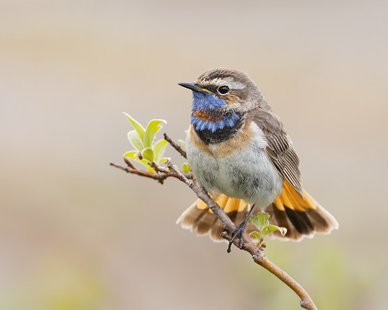 Bluethroat