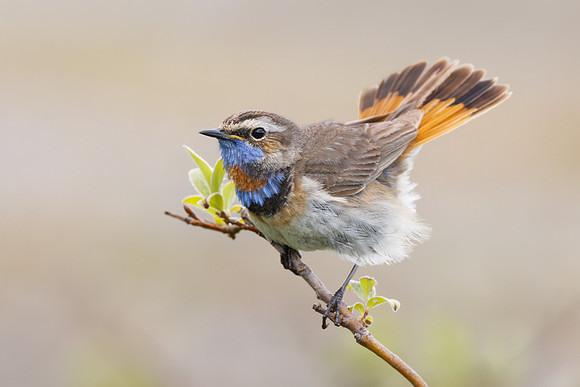 Bluethroat