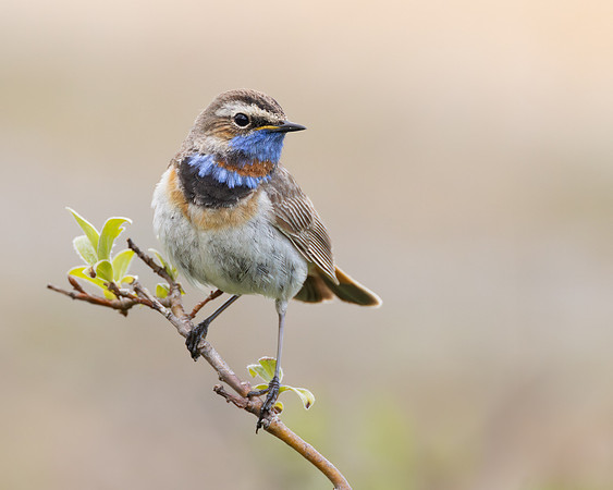Bluethroat