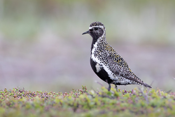 European Golden Plover