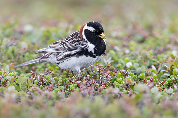 Lapland Bunting (aka Lapland Longspur)