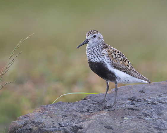 Dunlin