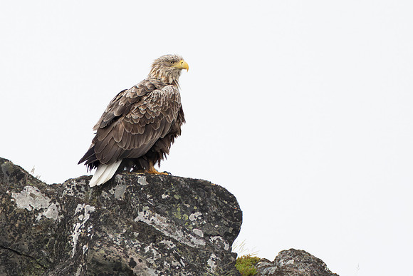 White-tailed Eagle