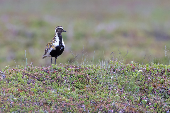 European Golden Plover