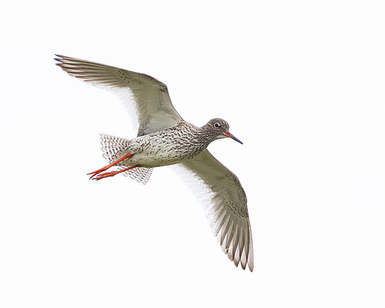 Common Redshank