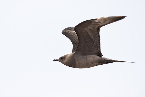 Arctic Skua (aka Parasitic Jaeger)
