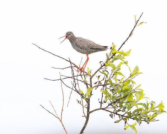 Common Redshank