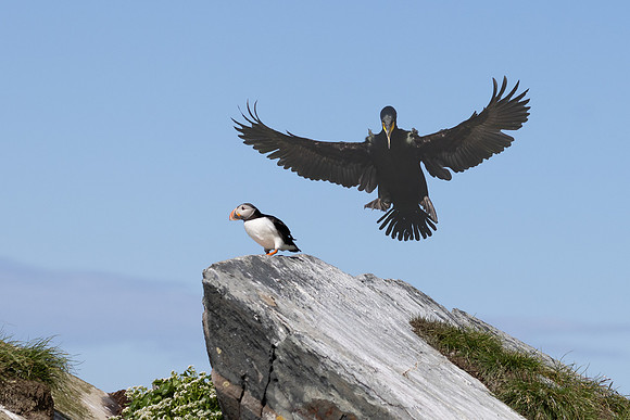 European Shag and Atlantic Puffin