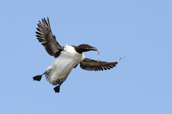 Common Murre