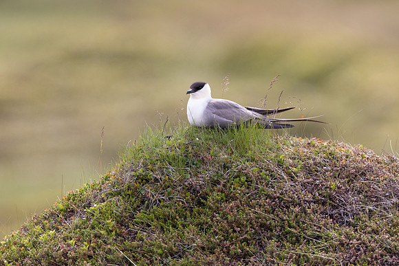 Long-tailed Skua (aka Long-tailed Jaeger), at nest