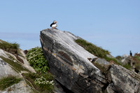 Atlantic Puffin