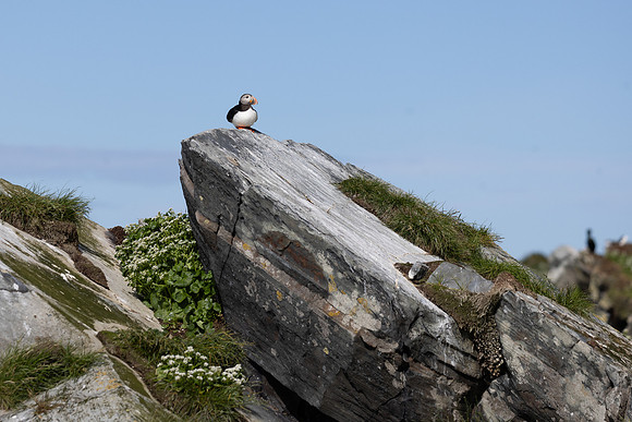 Atlantic Puffin