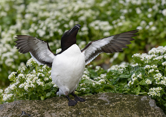 Razorbill, courtship behavior