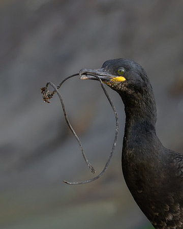 European Shag, courtship behavior