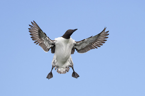 Common Murre
