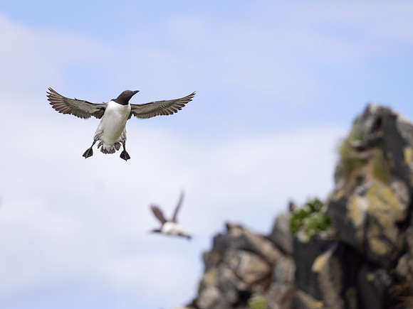 Common Murre