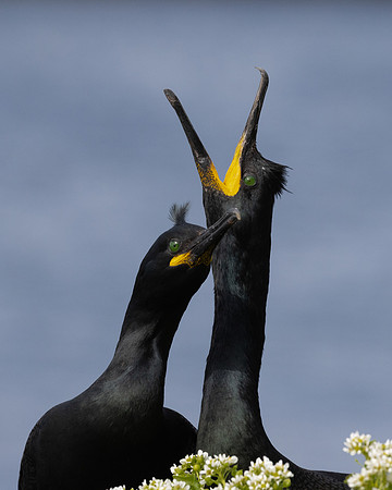 European Shag, courtship behavior