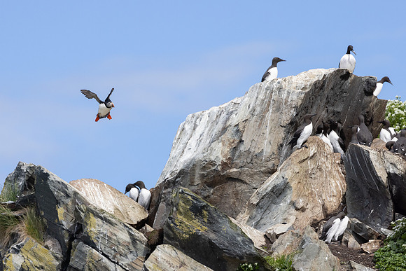 Common Murre and Atlantic Puffin