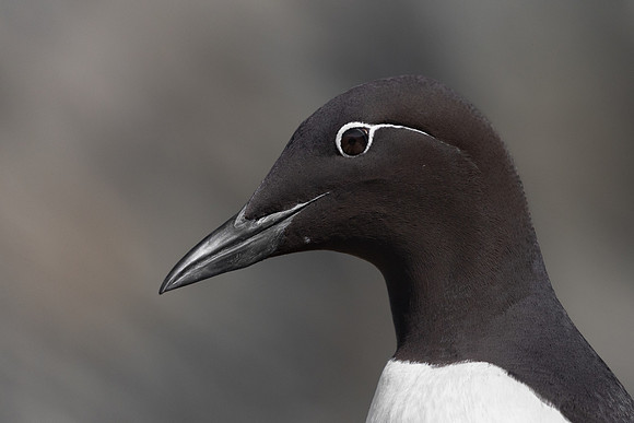Common Murre
