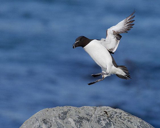 Razorbill