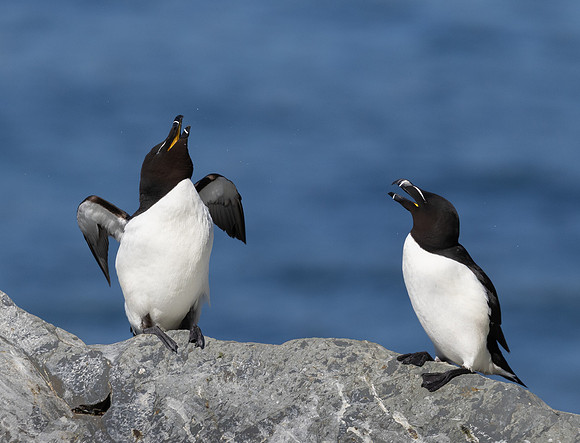 Razorbill, courtship behavior