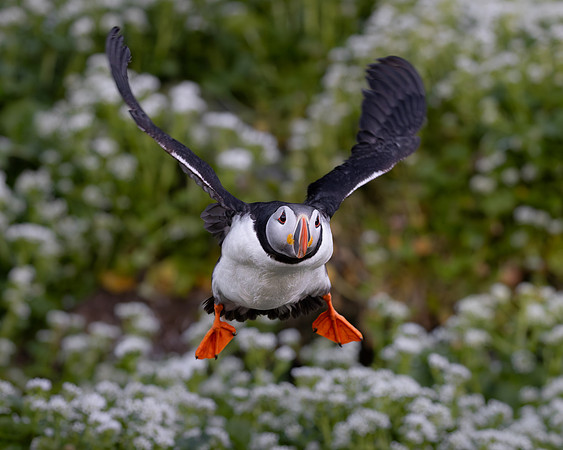 Atlantic Puffin