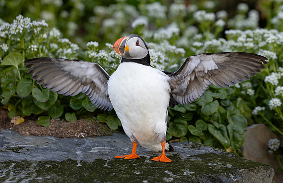 Atlantic Puffin