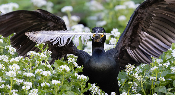 European Shag, courtship behavior
