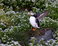 Atlantic Puffin