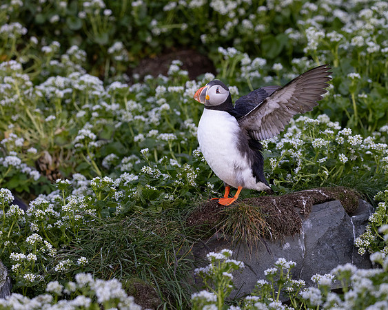 Atlantic Puffin