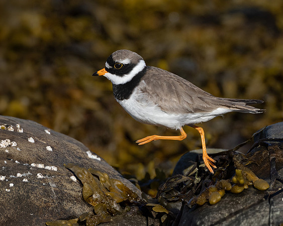 Common Ringed Plover