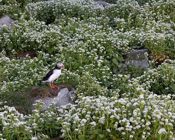 Atlantic Puffin