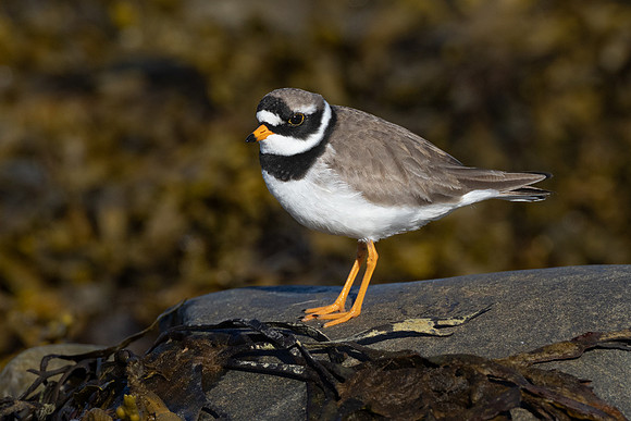 Common Ringed Plover