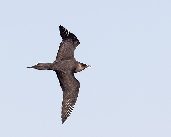 Arctic Skua (aka Parasitic Jaeger)