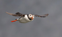 Atlantic Puffin