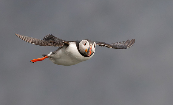 Atlantic Puffin