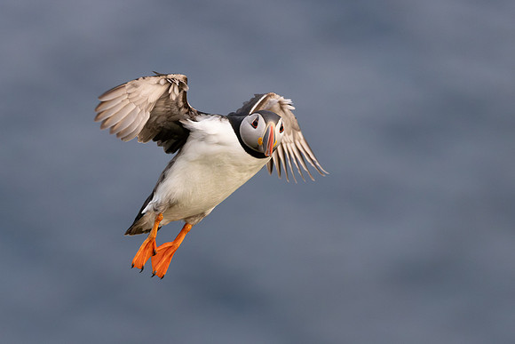 Atlantic Puffin