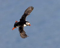 Atlantic Puffin