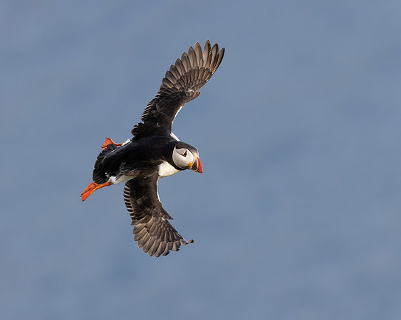 Atlantic Puffin