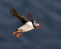 Atlantic Puffin
