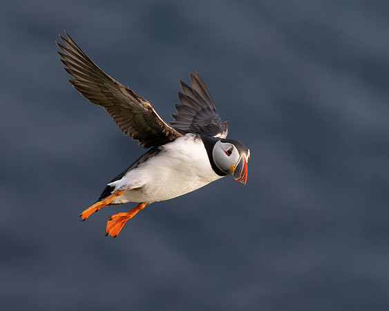 Atlantic Puffin