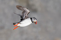 Atlantic Puffin