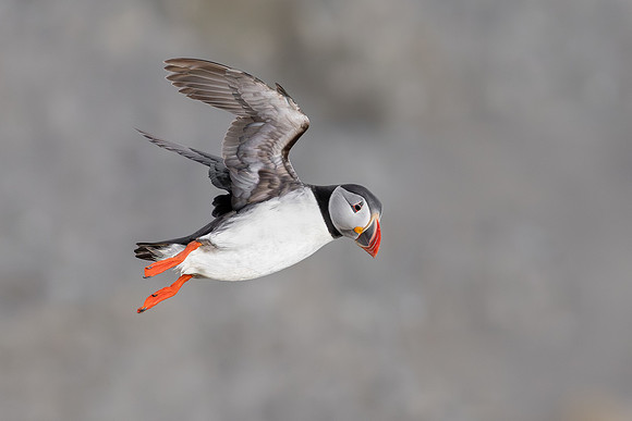 Atlantic Puffin