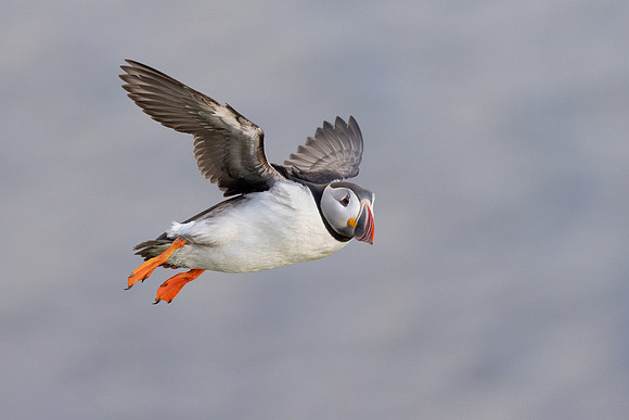 Atlantic Puffin
