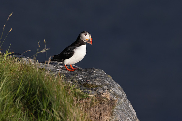 Atlantic Puffin