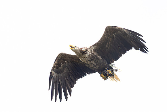 White-tailed Eagle, with prey