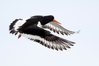 Eurasian Oystercatcher